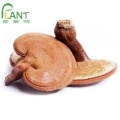 Ganoderma lucidum Reishi Mushroom Extract Polysaccharide